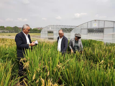 滬滇協(xié)作促發(fā)展 馬國(guó)華育種團(tuán)隊(duì)赴浦東農(nóng)技中心考察交流