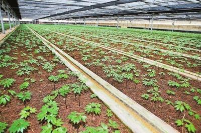 石林“云三七”研究中心 打造三七研發(fā)新高地，賦能農(nóng)業(yè)技術(shù)新突破